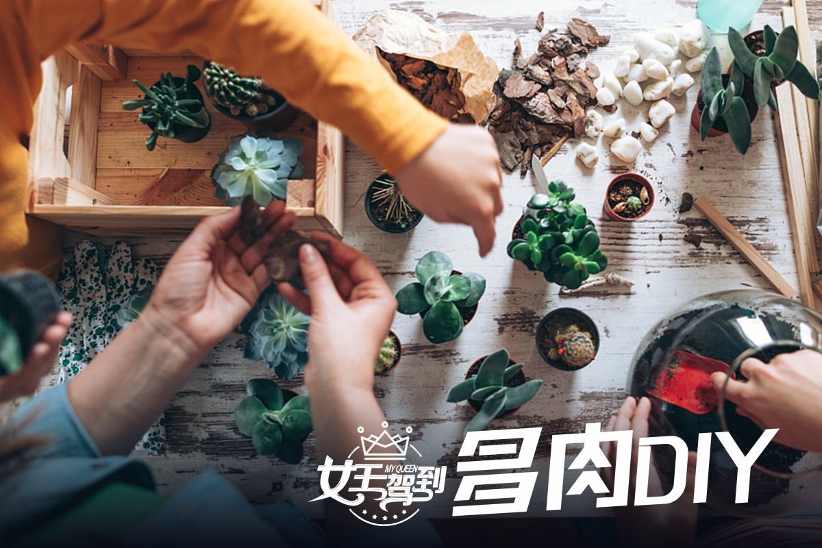 多肉.jpg