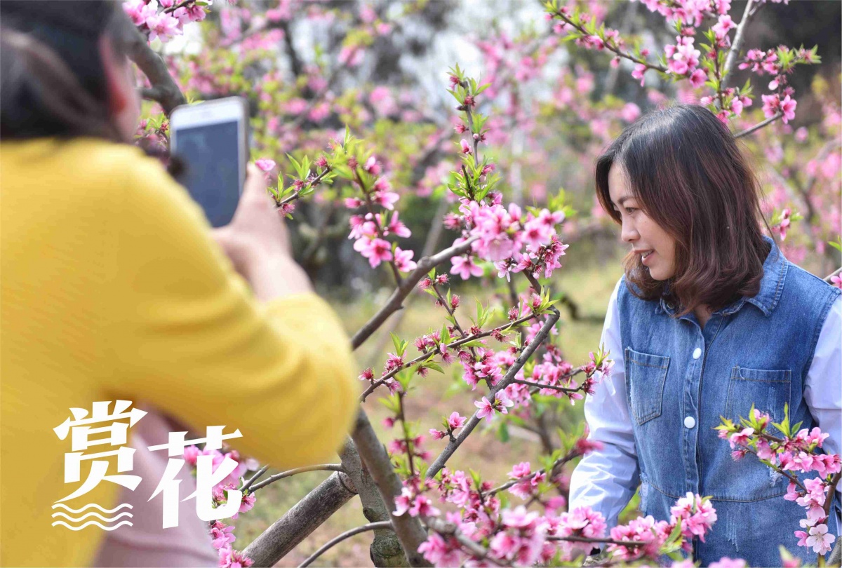赏花.jpg