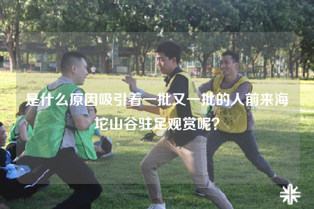 是什么原因吸引着一批又一批的人前来海坨山谷驻足观赏呢？